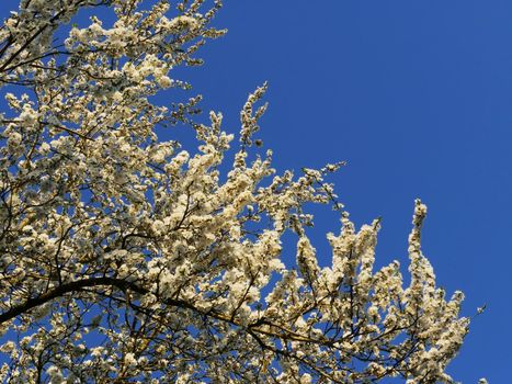 Spring blooming apple tree flowers on twig. Flowering branches against the blue sky.