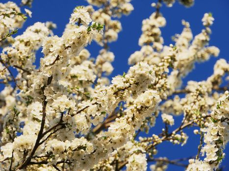 blossoming tree. Spring blooming apple tree flowers on twig. Flowering branches against the blue sky.