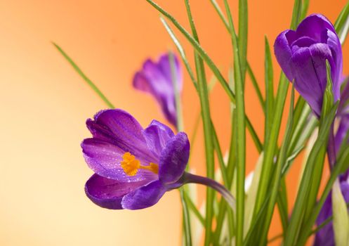 crocuses spring flowers on an orange background