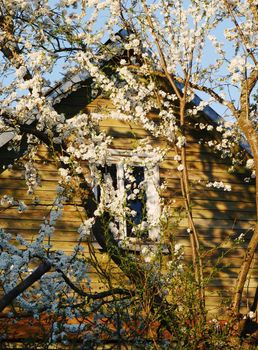 Branches of a fruit tree against the background of the upper part of the facade of a wooden house.