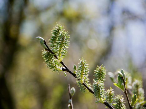 Blossoming willow buds in close-up with shallow depth of field.