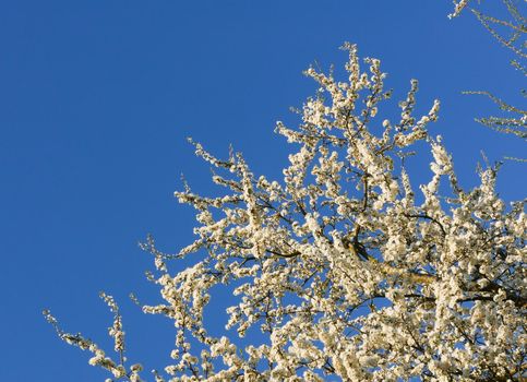 Cherry or apple blossom in spring season.