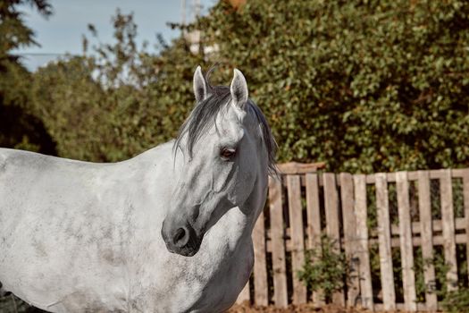 Beautiful grey horse in White Apple, close-up of muzzle, cute look, mane, background of running field, corral, trees. Horses are wonderful animals