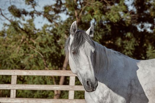 Beautiful grey horse in White Apple, close-up of muzzle, cute look, mane, background of running field, corral, trees. Horses are wonderful animals