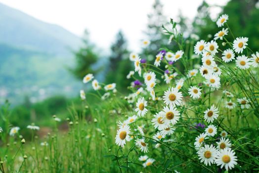 chamomile glade against the background of mountains