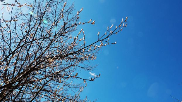 The beginning of flowering on the branches of a tree on a sunny day. Blooming tree against the backdrop of a bright blue sky in spring.