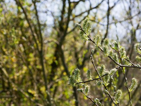 Willow branches with blooming yellow buds on a blurred background.