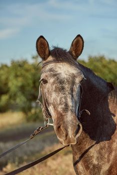 Beautiful brown horse, close-up of white muzzle, cute look, mane, background of running field, corral, trees. Horses are wonderful animals