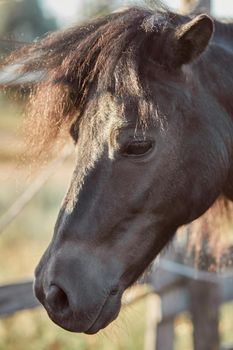 Beautiful brown horse, close-up of muzzle, cute look, mane, background of running field, corral, trees. Horses are wonderful animals