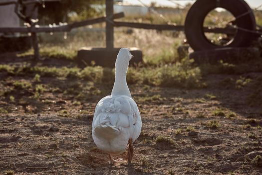 White Goose enjoying for walking in garden. Domestic goose on a walk in the yard. Rural landscape. Goose farm. Home goose.