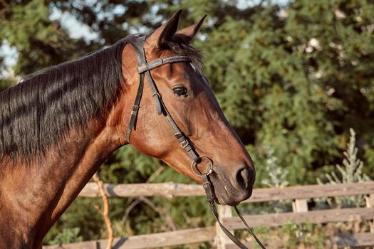 Beautiful brown horse, close-up of muzzle, cute look, mane, background of running field, corral, trees. Horses are wonderful animals