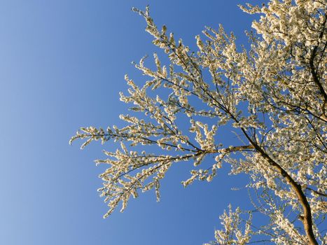 Branches of a blossoming apple tree against a blue sky.