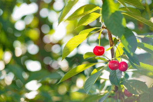 Red cherries in the trees of the traditional orchard.