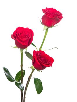 Several red roses on a white background