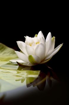 Beautiful water lily flower with reflection