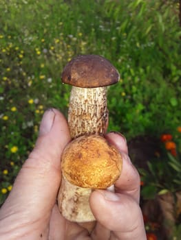 Edible mushrooms collected in a the forest in autumn