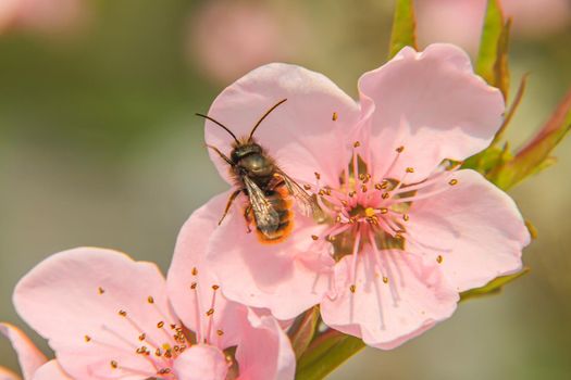 spring bee flower cherry in garden macro, close up