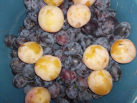 Fruits picked at the dacha in the  autumn