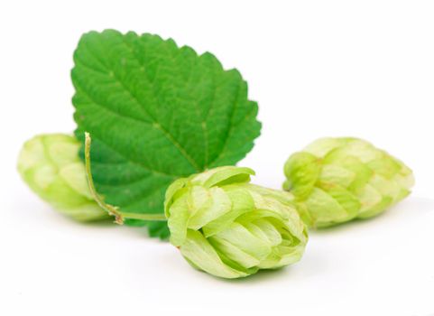 Pile of green hop cones isolated on white