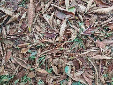 Autumn leaves fell from a the trees