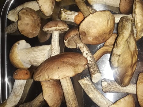 Edible mushrooms collected in a the forest in autumn