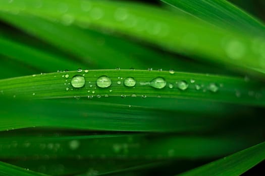 Water droplets on the green leaves after the rain with selective focus. natural background with brilliant rainbow dew drops on bright juicy green leaves. Green texture background with drops