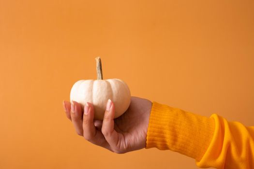 A small decorative white pumpkin in a woman's hand in a sweater on an orange background