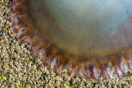 Large transparent jellyfish washed ashore close up