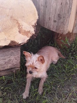 Chihuahua dog lies on the ground near in the firewood