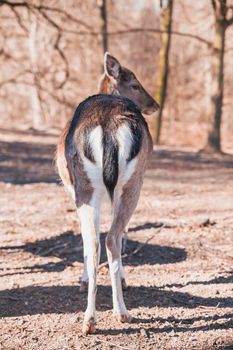 Charming deer butt in the Danish forest.