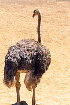 Ostrich in the desert on a background of sand close up