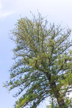 Large beautiful larch tree in a city park on a sunny day