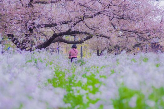 Sakura Line Sakura of Futako Tamagawa. Shooting Location: Tokyo metropolitan area