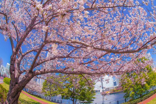 The city of full bloom and the city of Yokohama Minato Mirai. Shooting Location: Yokohama-city kanagawa prefecture