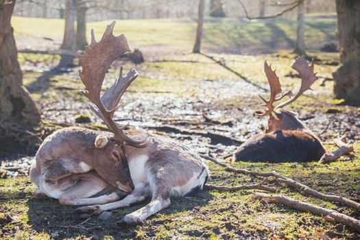 Deer herd in spring forest in Denmark.