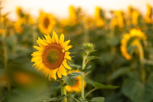 A beautiful field of sunflowers against the sky in the evening light of a summer sunset. Sunbeams through the flower field. Natural background. Copy space