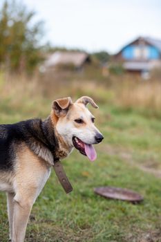 A cheerful big dog with a chain tongue sticking out. Portrait of a dog on a chain that guards the house close-up. A happy pet with its mouth open. Simple dog house in the background