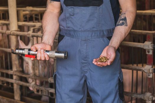 Farm worker holding a gun for humane killing of animals.