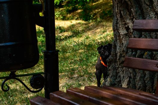 Young black pug peeking out from behind a tree in a park. Focus on a dog. . High quality photo