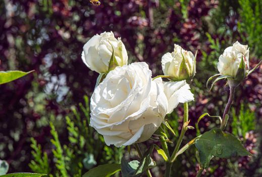 white roses in the garden macro, close up