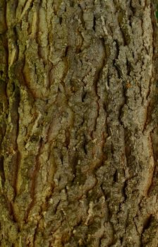 Tree bark - macro texture. Background picture. High quality photo