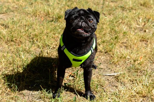 Little black pug in a light green dog vest looking into the camera. Background picture. High quality photo