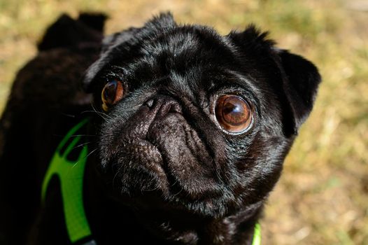 Little black pug in a light green dog vest looking into the camera. Background picture. High quality photo