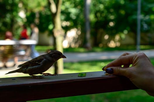 A girl with a nice manicure feeding a sparrow with the bread. Park Gorkogo - Ukraine, Odessa. High quality photo