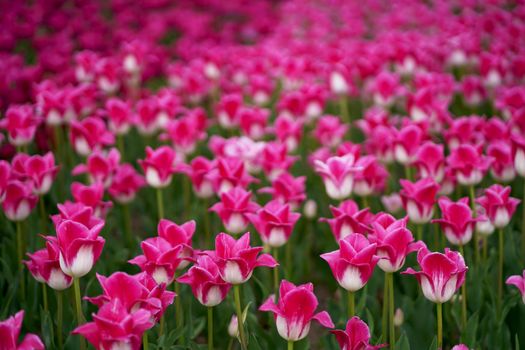 Beautiful tulip macro with a red bulbfield in the background in spring