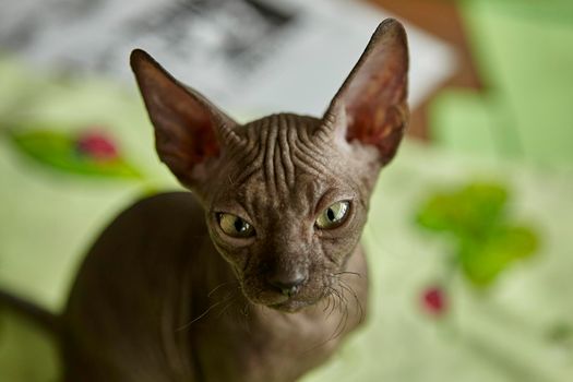 Charming gray Sphynx kitten roams on the table of the art workshop. Baby animal.