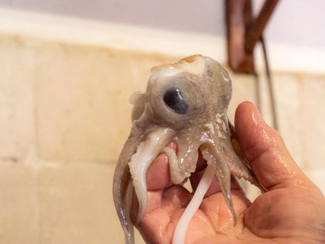 cleaning a raw adriatic cuttlefish at home in Numana, Marche, Italy
