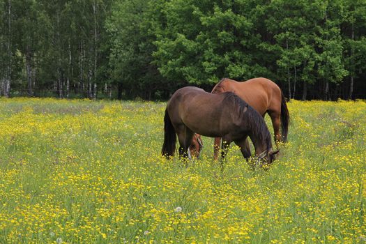 Horses graze in the meadow near the forest