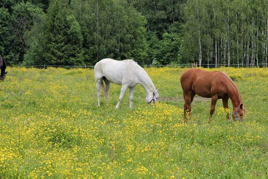 Horses graze in the meadow near the forest