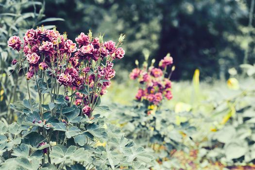 The seed bearing part of a plant, consisting of reproductive organs that are typically surrounded by a brightly colored corolla and a green calyx. Red burgundy garden flowers bluebells and pale greens